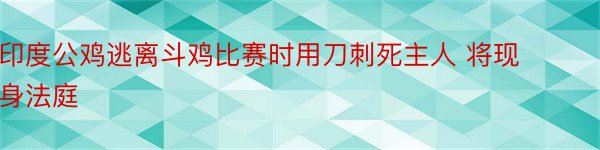 印度公鸡逃离斗鸡比赛时用刀刺死主人 将现身法庭