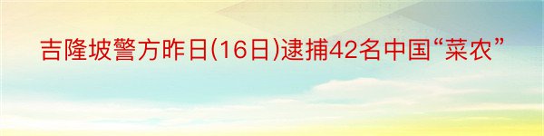 吉隆坡警方昨日(16日)逮捕42名中国“菜农”