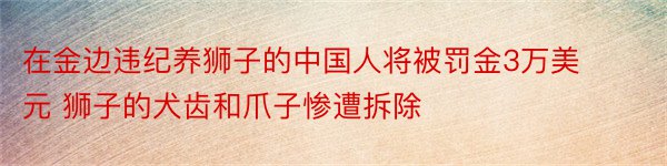 在金边违纪养狮子的中国人将被罚金3万美元 狮子的犬齿和爪子惨遭拆除